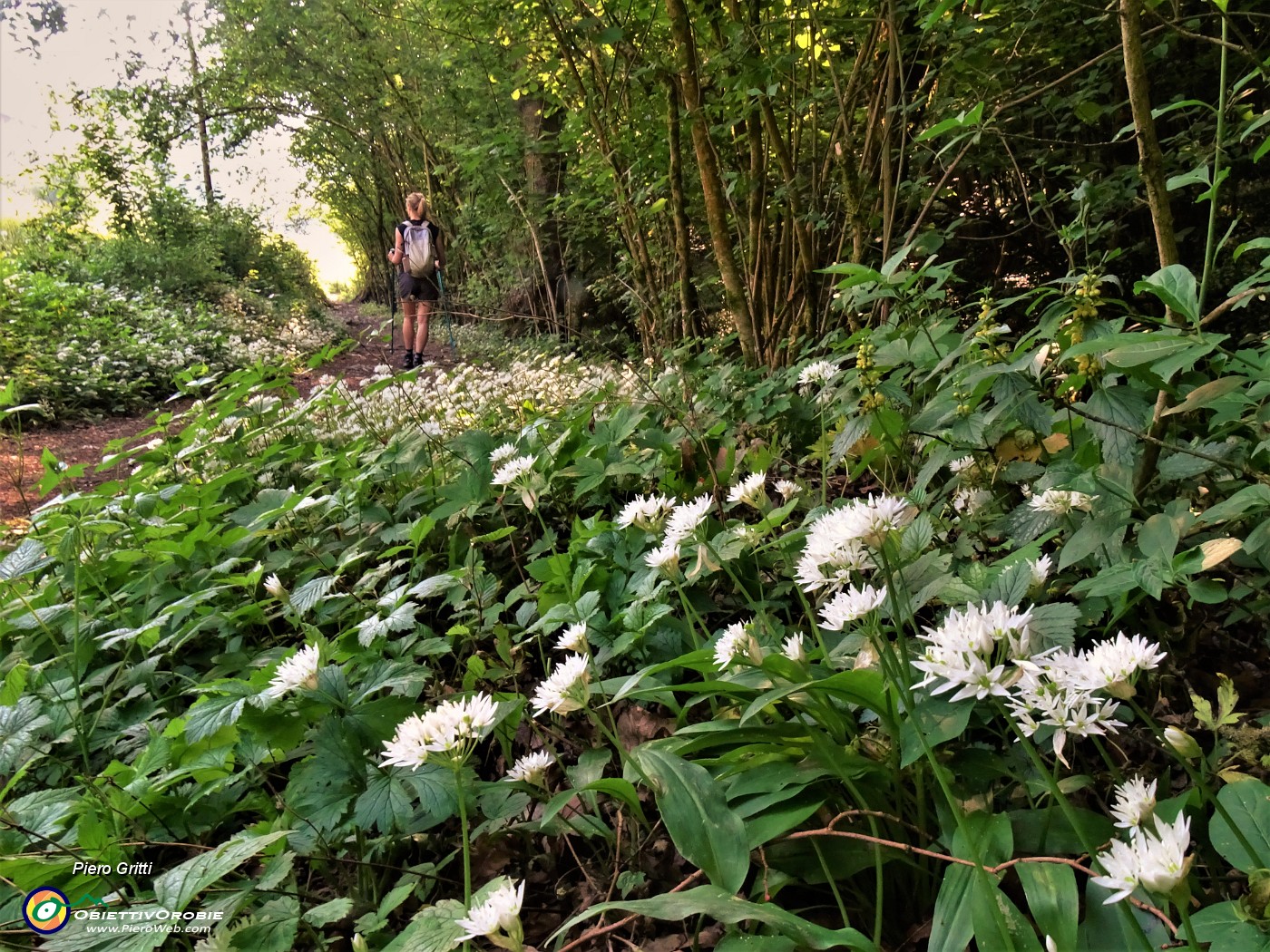 21 Distese di Allium ursinum (Aglio orsino).JPG